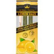 King palm - lemon haze mini
